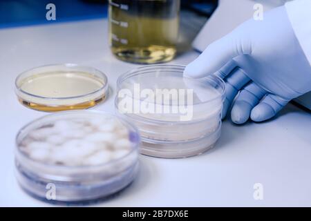 Manipolazione scientifica di colture microbiologiche in una piastra Petri per la ricerca sulla bioscienza farmaceutica. Concetto di scienza, laboratorio e studio di divea Foto Stock