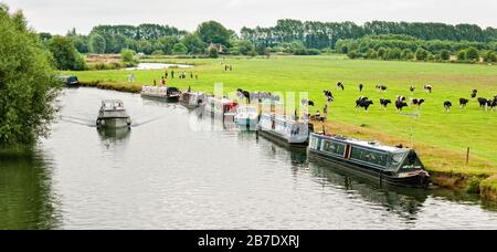 Barche a remi ormeggiate accanto a un campo di mucca sul Tamigi vicino a Lechlade, Cotswolds, Oxfordshire, Inghilterra, Regno Unito, Regno Unito Foto Stock