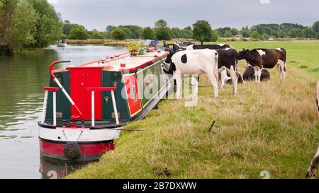 Mucche che che lecchettano il lato di una nave da crociera ormeggiata sul Tamigi nel Cotswolds, Oxfordshire, Lechlade, Inghilterra, Regno Unito, Regno Unito Foto Stock