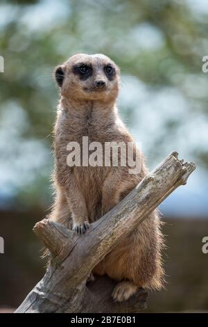 Meerkat o Suricate (Suricata suricatta) che funge da sentinella per il gruppo Foto Stock