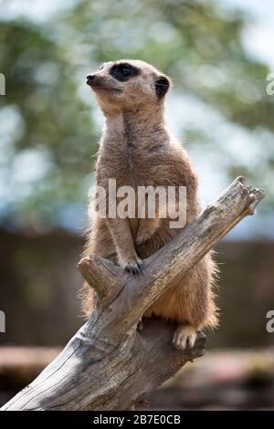 Meerkat o Suricate (Suricata suricatta) che funge da sentinella per il gruppo Foto Stock