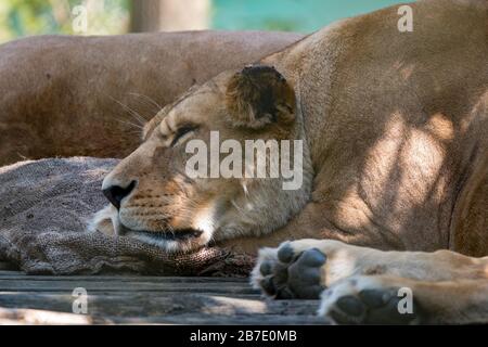 Leone di Barbary (leone di Panthera) che dorme su un certo panno del sacco Foto Stock