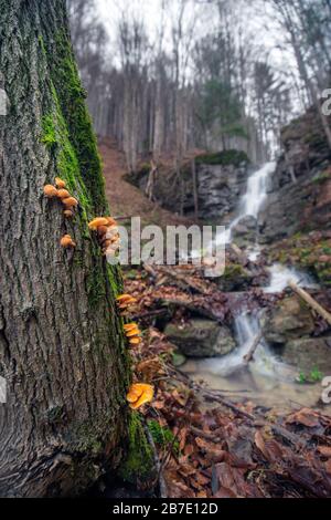 Fungo commestibile Flammulina che cresce su tronchi di albero. Foto Stock