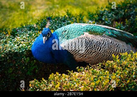 Maschio indiano Peacock o Peafowl con le sue maestose piume Foto Stock