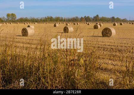 Balle di fieno e di riso anguille in un campo che è appena stato arato Foto Stock