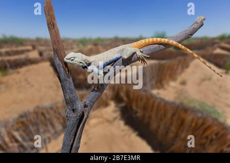 Lucertola conosciuta come trapelus sanguinolentus, nel deserto di Kyzylkum in Uzbekistan, con strutture a canna per tenere la sabbia, sullo sfondo Foto Stock