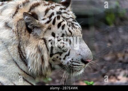 Tigre bianca, Zoo di Chongqing Foto Stock