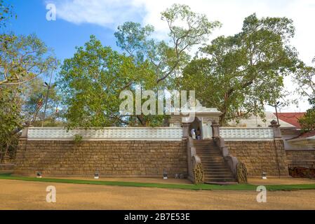 Sacro albero Bodhi in una giornata di sole. Anuradhapura, Sri Lanka Foto Stock