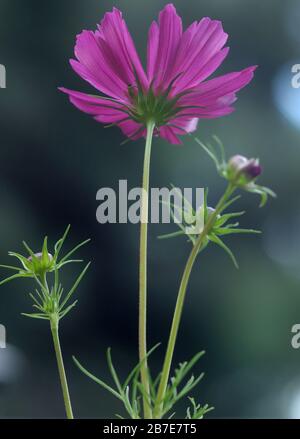 Gemme e fiori COSMOS Foto Stock