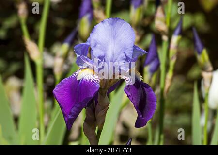 Un singolo iride viola fiore in primavera, Teteven città, Bulgaria Foto Stock