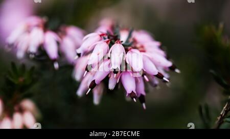 Fiori rosa Erica carnea (inverno Heath) nel giardino all'inizio della primavera. Sfondo floreale, concetto botanico Foto Stock