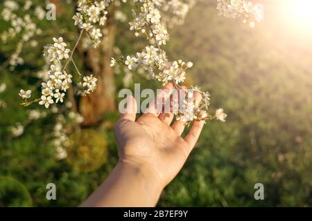 donna in possesso fiore pesca albero primavera concetto in luce del sole Foto Stock