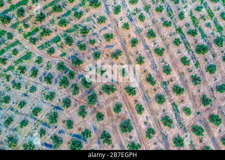 Ulivi paesaggi. Plantage. Ripresa aerea dall'alto. Spagna Foto Stock