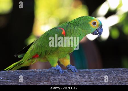 Parrot turchese-fronted mangiare in Brasile Foto Stock