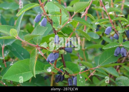 Un sacco di bacche mature di miele blu suckle (lat. Lonicera caerulea) forma Kamchatka varietà Kamchadalka sul ramo del Bush. Raccolta di primavera Foto Stock