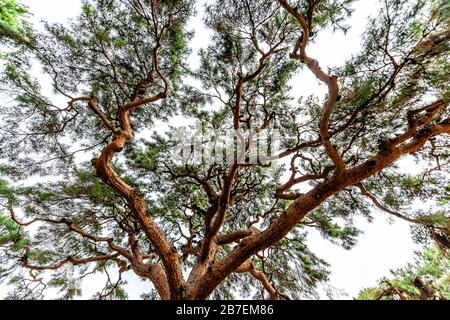 Kyoto Gyoen Japan vicino al Palazzo Imperiale con vista a basso angolo sui rami verdi di pini Foto Stock