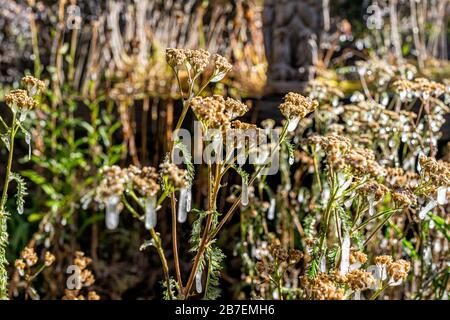 Primo piano di piante di yarrow congelate con gelato rima in Colorado giardino che mostra la struttura alla luce del sole del mattino Foto Stock