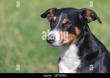 La Appenzeller Il Cane Da Montagna, il ritratto di un cane di close-up. Foto Stock