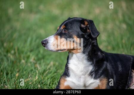 La Appenzeller Il Cane Da Montagna, il ritratto di un cane di close-up. Foto Stock