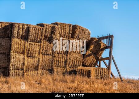 Balle di fieno marrone in autunno closeup vicino alla piccola città di la Junta, Colorado con campagna agricola rurale nella contea di Otero e cielo blu paesaggio Foto Stock