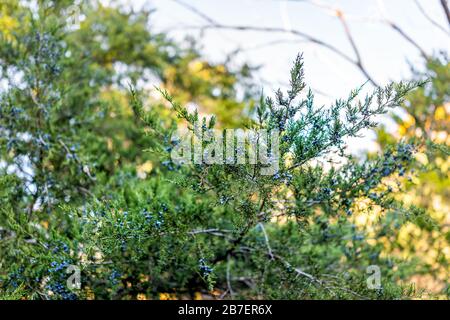 Primo piano di ramo di ginepro con molte bacche verdi blu mature e luce del sole sfondo nella foresta della Virginia in autunno Foto Stock