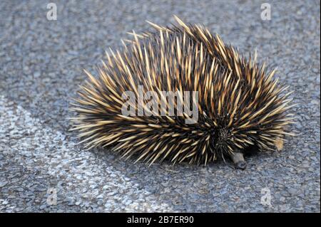 Primo piano di un Echidna australiano, o anteater spinoso su un'autostrada, in fuga da un incendio della foresta. Tachyglossidae nell'ordine monotreme dei mammiferi. Foto Stock