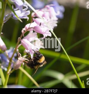 Un Bumblebee Giardino (Bombus Hortorum) Foraging su un Bluebell nativo Rosa (Hyacinthoides non-Scripta) in primavera Foto Stock