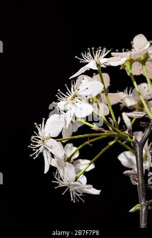 Fiore Pera Pyrus callaryana Blooming Bianco in primavera Foto Stock