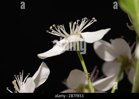 Fiore Pera Pyrus callaryana Blooming Bianco in primavera Foto Stock