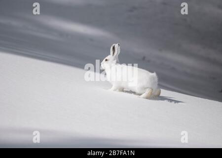 Lepre con racchette da neve seduto sulla neve Foto Stock