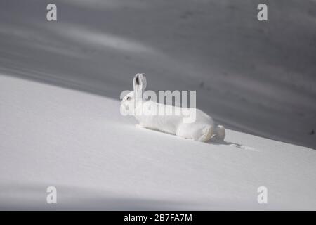 Lepre con racchette da neve seduto sulla neve Foto Stock