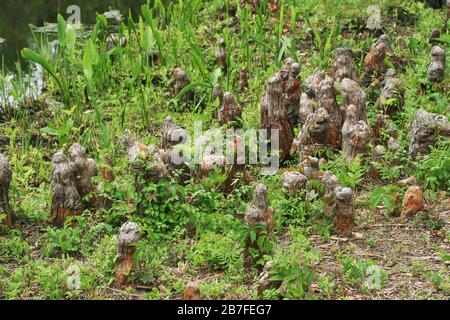 Cypress Knees, (Taxodium distichum) Southeastern USA, di Dembinsky Photo Associates Foto Stock