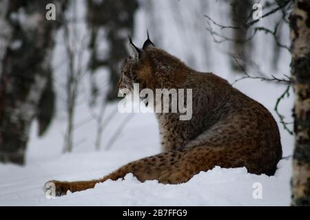 Lynx grooming nella neve, Tromso, Norvegia, 27/03/2019, UN Lynx si siede grooming nella neve profonda. Lynx ha le gambe lunghe, gatti a zampa grande con le orecchie di tufted, Foto Stock