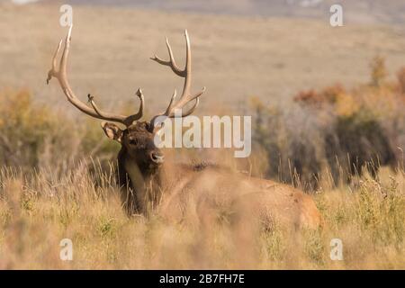 Bedded Bull Elk Foto Stock