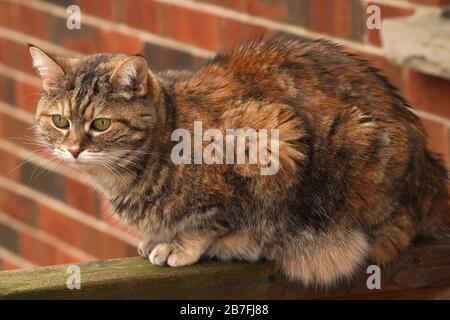 Gatto del Bengala marmorizzato sulla ringhiera del ponte Foto Stock