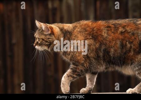 Gatto del Bengala marmorizzato sulla ringhiera del ponte Foto Stock