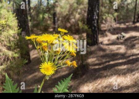 Dente di leone gigante fiorente. Bumblebee e api che volano intorno per raccogliere nettare. Primo piano, messa a fuoco selettiva. Pineta nelle montagne di tenero Foto Stock