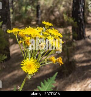 Dente di leone gigante fiorente. Bumblebee e api che volano intorno per raccogliere nettare. Primo piano, messa a fuoco selettiva. Pineta nelle montagne di tenero Foto Stock