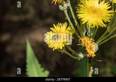 Dente di leone gigante fiorente. Bumblebee e api che volano intorno per raccogliere nettare. Primo piano, messa a fuoco selettiva. Pineta nelle montagne di tenero Foto Stock