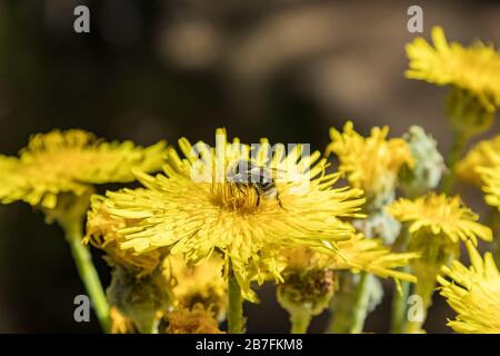 Dente di leone gigante fiorente. Bumblebee e api che volano intorno per raccogliere nettare. Primo piano, messa a fuoco selettiva. Pineta nelle montagne di tenero Foto Stock