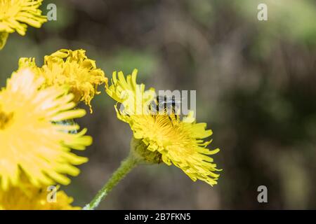 Dente di leone gigante fiorente. Bumblebee e api che volano intorno per raccogliere nettare. Primo piano, messa a fuoco selettiva. Pineta nelle montagne di tenero Foto Stock