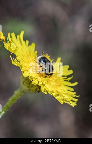 Dente di leone gigante fiorente. Bumblebee e api che volano intorno per raccogliere nettare. Primo piano, messa a fuoco selettiva. Pineta nelle montagne di tenero Foto Stock