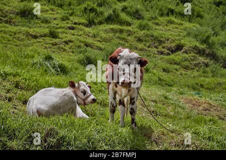 Mucca in un pascolo Foto Stock