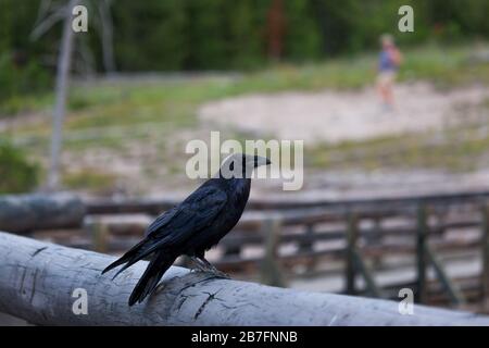 Un corvo appollaiato su una ringhiera di tronchi curiosamente guardando i turisti al Parco Nazionale di Yellowstone, Wyoming. Foto Stock