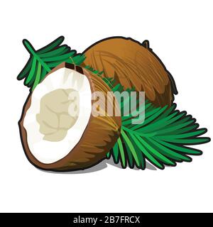 Cocco rotto e intero con foglie isolate su sfondo bianco. Illustrazione ravvicinata dei cartoni animati vettoriali. Illustrazione Vettoriale