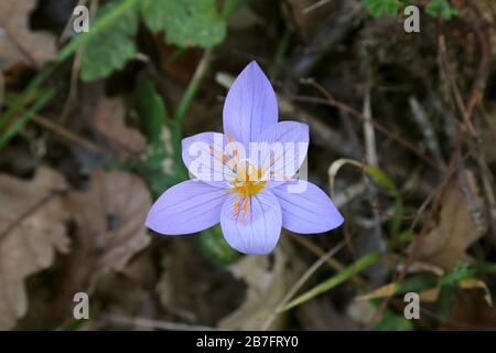 Crocus pulchellus - piante selvatiche sparate in autunno. Autunno Foto Stock