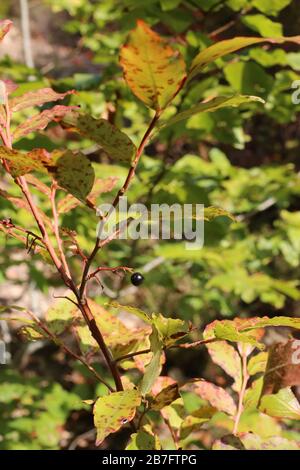 Vaccinium arctostaphylos - piante selvatiche sparate in autunno. Autunno Foto Stock