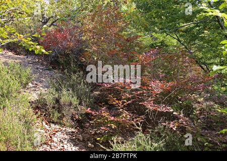 Vaccinium arctostaphylos - piante selvatiche sparate in autunno. Autunno Foto Stock