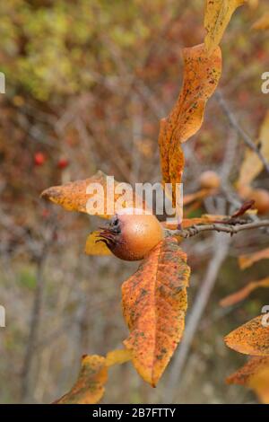 Mespilus germanica, Medlar - piante selvatiche sparate in autunno. Autunno Foto Stock