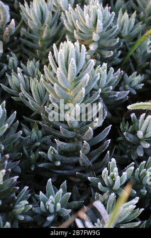 Sedum sedimentoforme - piante selvatiche sparate in autunno. Autunno Foto Stock